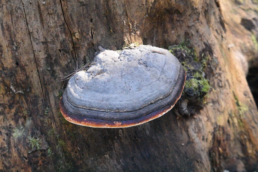 Fomitopsis pinicola · April 2026 · photo: © marina_sad (iNaturalist, cc-by)