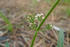 Perideridia gairdneri