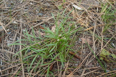 Perideridia gairdneri