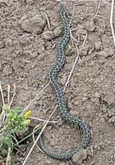 Vipera renardi