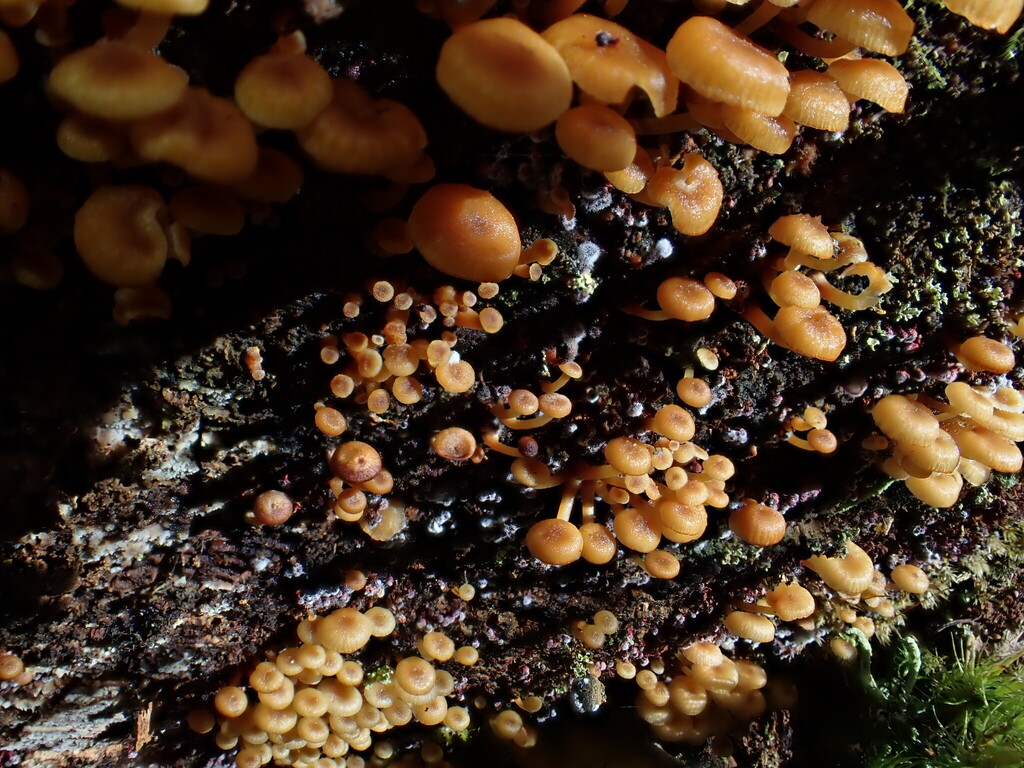 Xeromphalina campanella · April 2026 · photo: © marina_sad (iNaturalist, cc-by)