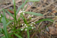 Perideridia gairdneri