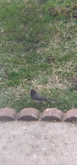 Junco hyemalis