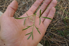 Perideridia gairdneri