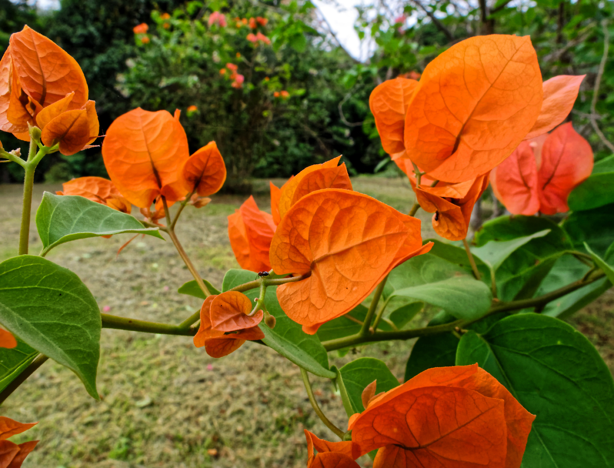 Bougainvillea × buttiana Holttum & Standl. 'Barbara Karst' 3