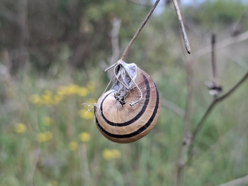 Eobania vermiculata
