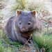 Wombats - Photo (c) Kai Squires, some rights reserved (CC BY), uploaded by Kai Squires