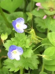 Tettigonia orientalis