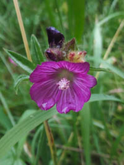 Sidalcea reptans