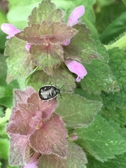 Adomerus triguttulus