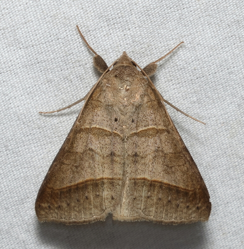 Texas Mocis Moth photo 6