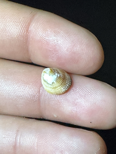 Antisabia imbricata observed 2026-04-26