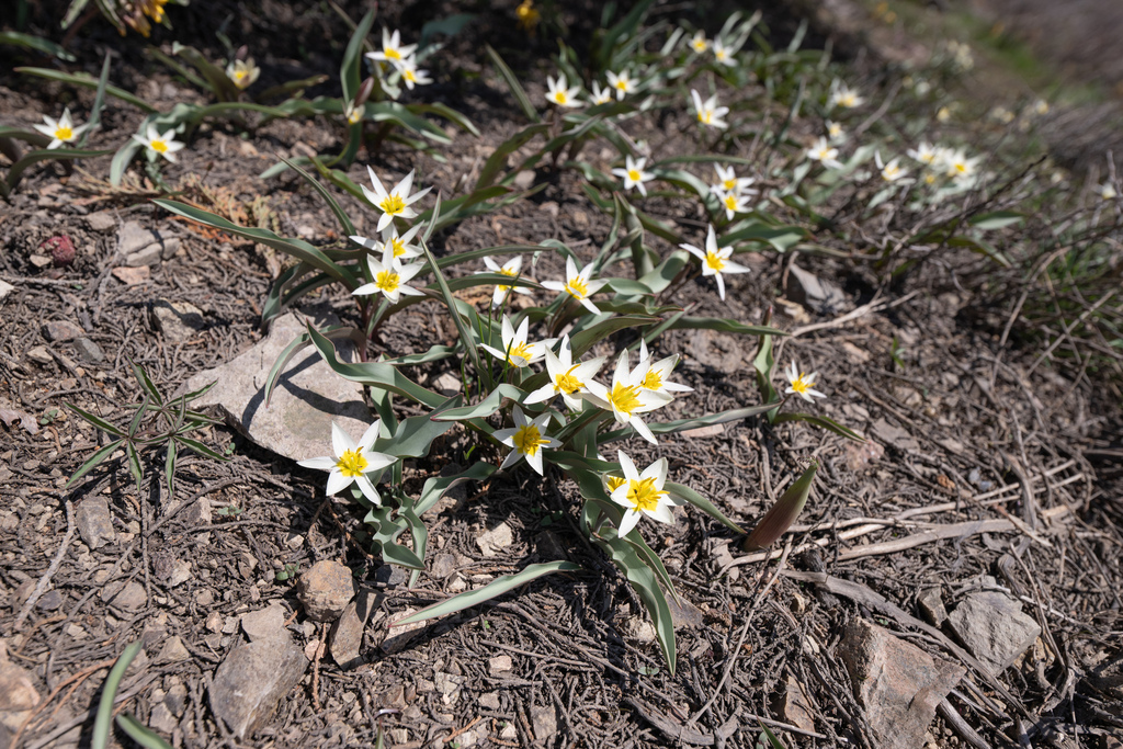 Tulipa bifloriformis; photograph (c) Morten Ross, some rights reserved (CC BY)
