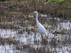 Ardea intermedia