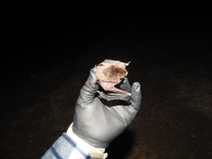 Myotis austroriparius