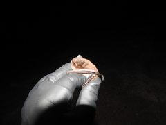 Myotis austroriparius
