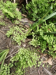 Adiantum aethiopicum