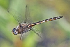 Epitheca petechialis