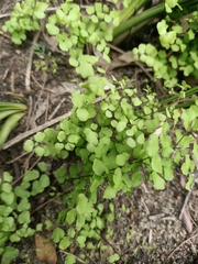 Adiantum aethiopicum