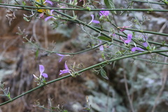 Hypoestes cumingiana