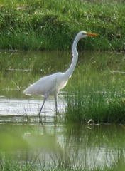 Ardea alba melanorhynchos