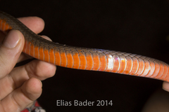 Mastigodryas melanolomus