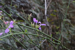 Hypoestes cumingiana