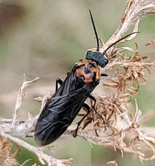 Dolerus unicolor