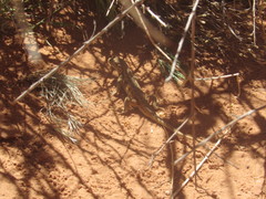 Sceloporus graciosus graciosus