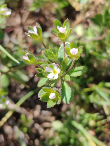 Androsace maxima
