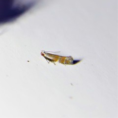 Battaristis vittella