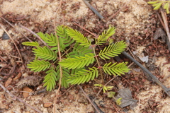 Mimosa strigillosa