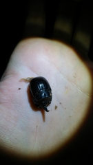 Copris hispanus