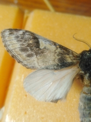 Notodonta tritophus