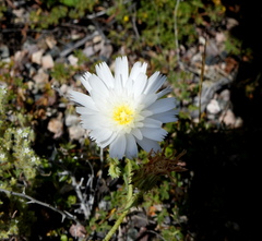 Calycoseris wrightii