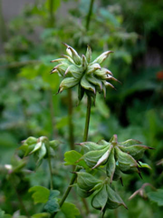 Thalictrum fendleri fendleri
