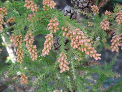 Cryptomeria japonica