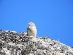 Anthus hellmayri