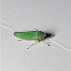 Draeculacephala inscripta