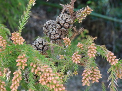 Cryptomeria japonica