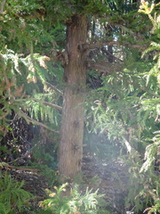 Cryptomeria japonica