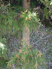 Cryptomeria japonica