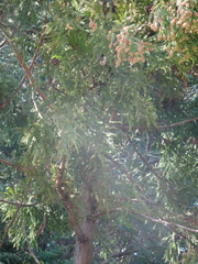 Cryptomeria japonica