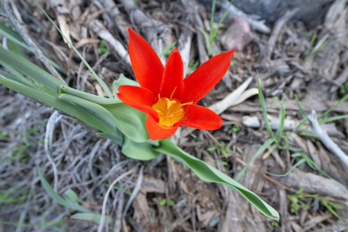 Tulipa kaufmanniana, photograph 5