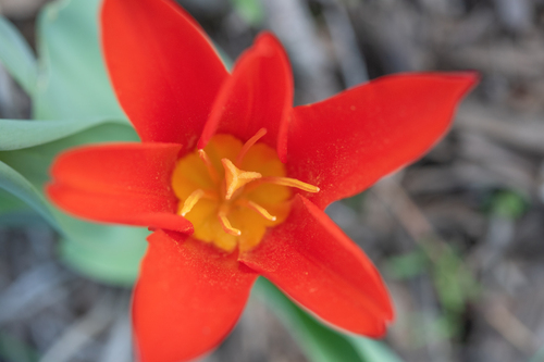 Tulipa kaufmanniana, photograph 1