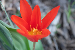 Tulipa kaufmanniana, photograph (c) Morten Ross, some rights reserved (CC BY)