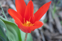 Tulipa kaufmanniana, photograph (c) Morten Ross, some rights reserved (CC BY)