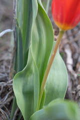 Tulipa kaufmanniana, photograph (c) Morten Ross, some rights reserved (CC BY)