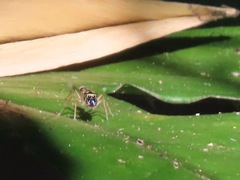 Emertonius exasperans