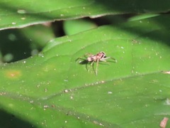 Emertonius exasperans